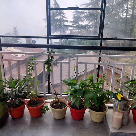 Tree Valley Homestay Chail Zewnętrze zdjęcie