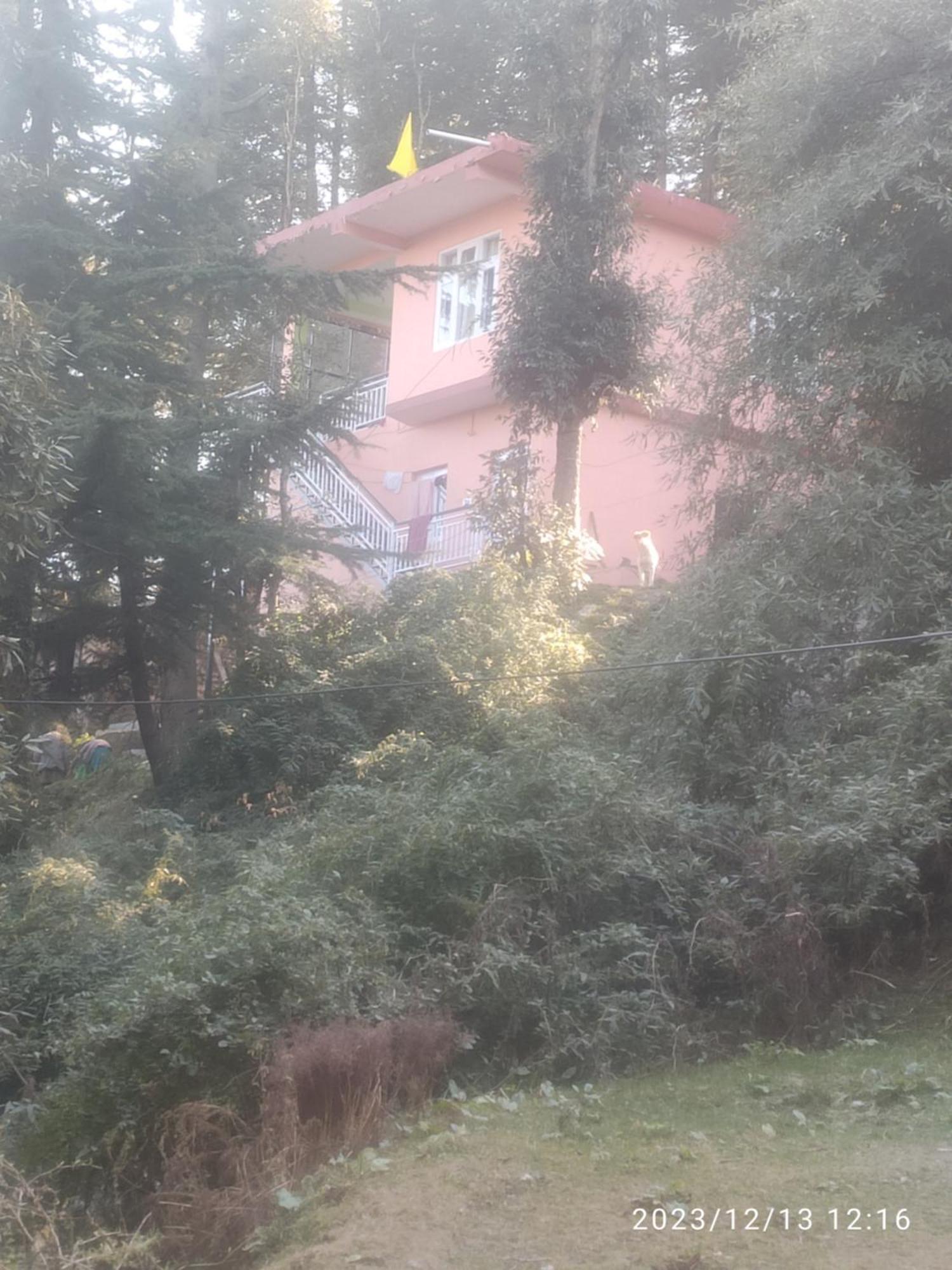 Tree Valley Homestay Chail Zewnętrze zdjęcie
