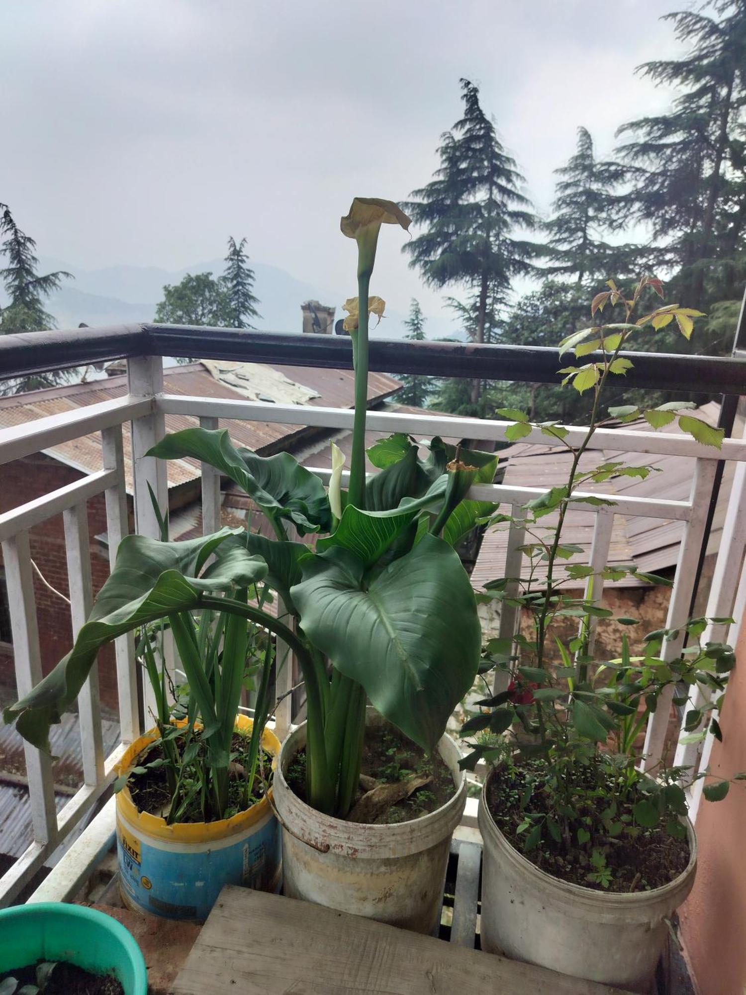 Tree Valley Homestay Chail Zewnętrze zdjęcie