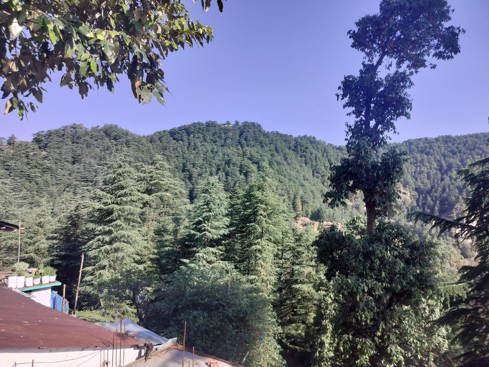 Tree Valley Homestay Chail Zewnętrze zdjęcie