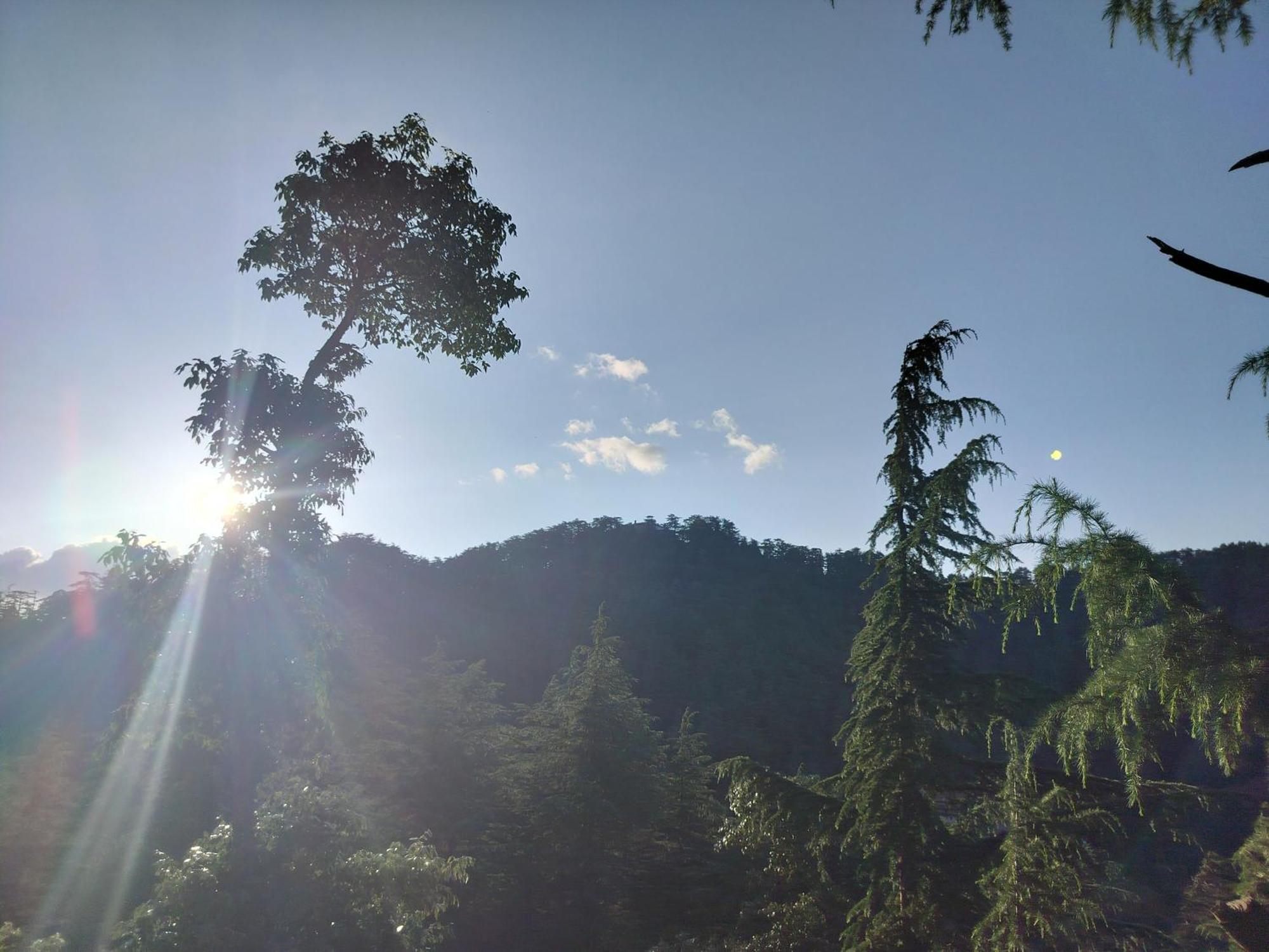 Tree Valley Homestay Chail Zewnętrze zdjęcie