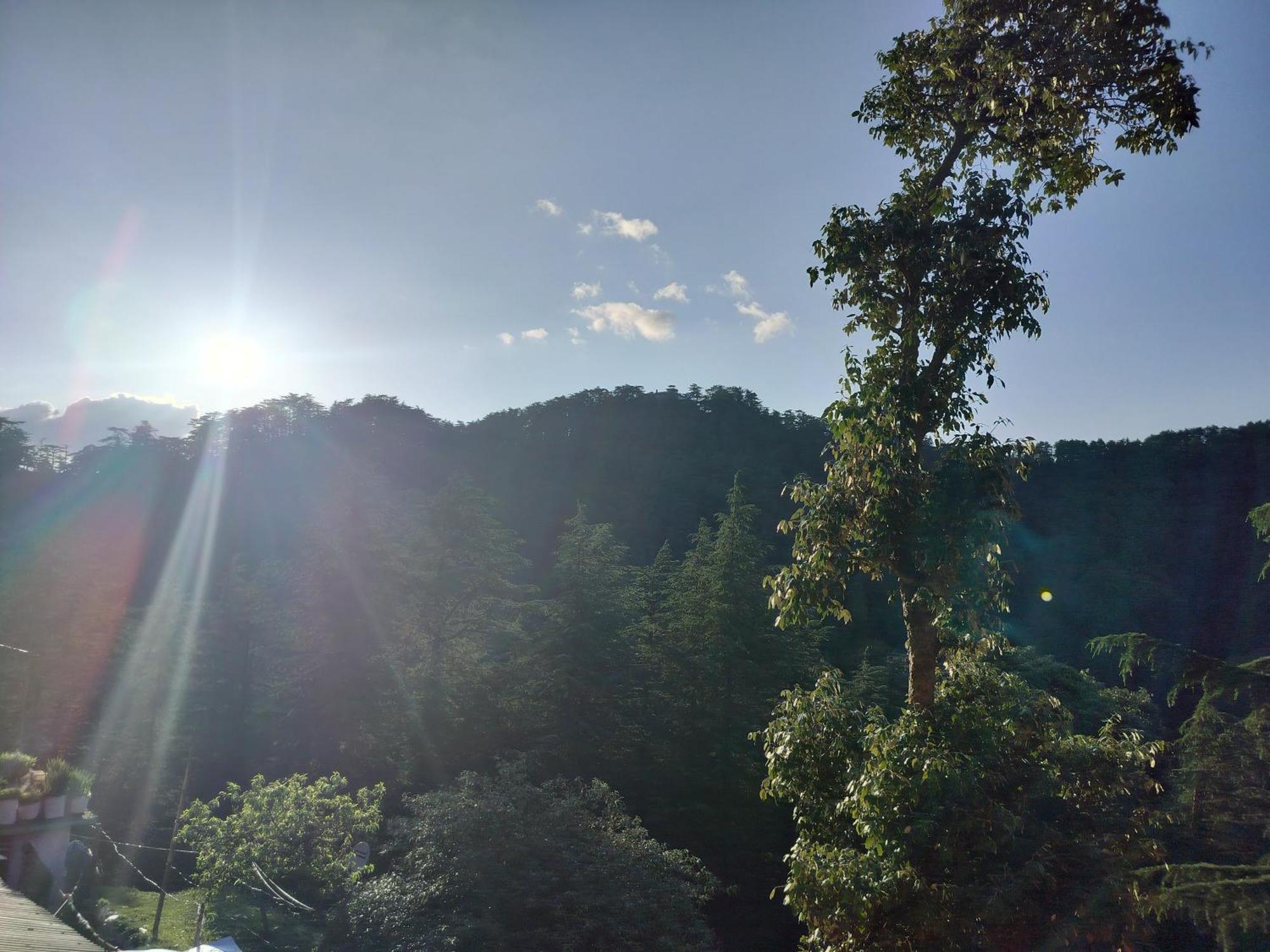 Tree Valley Homestay Chail Zewnętrze zdjęcie