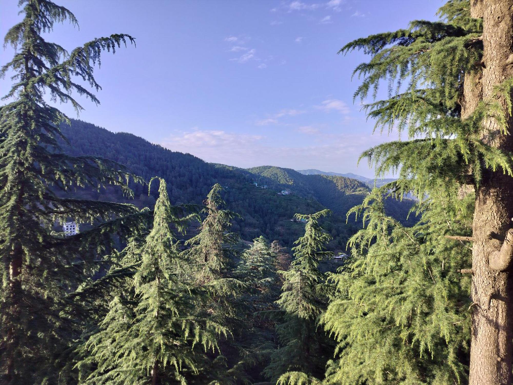 Tree Valley Homestay Chail Zewnętrze zdjęcie